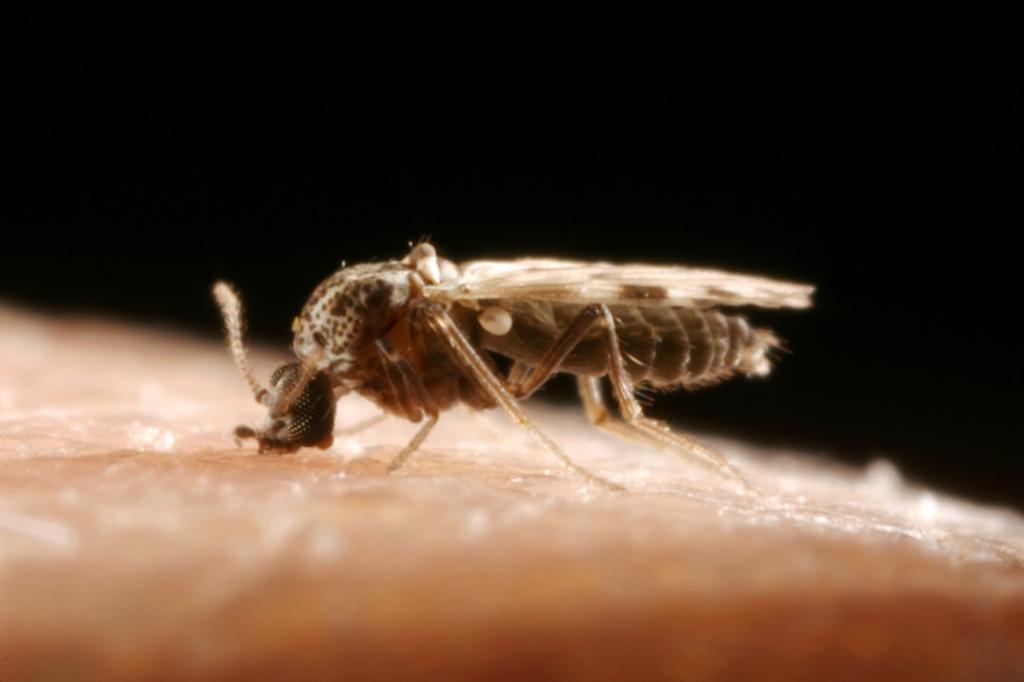 Culicoides biting midge feeding on blood