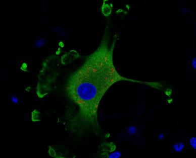 Bluetongue infected dendritic cell