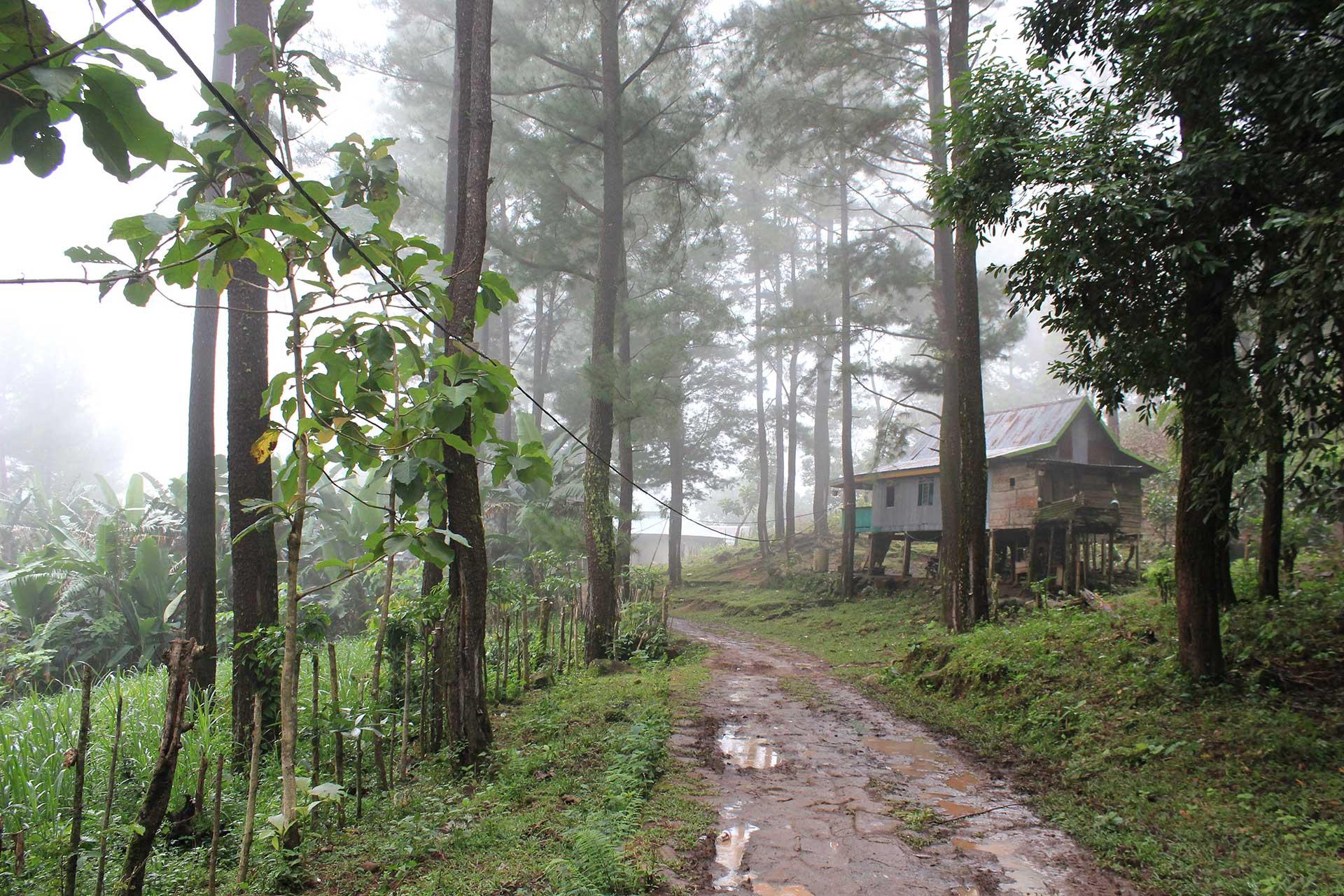 House among trees