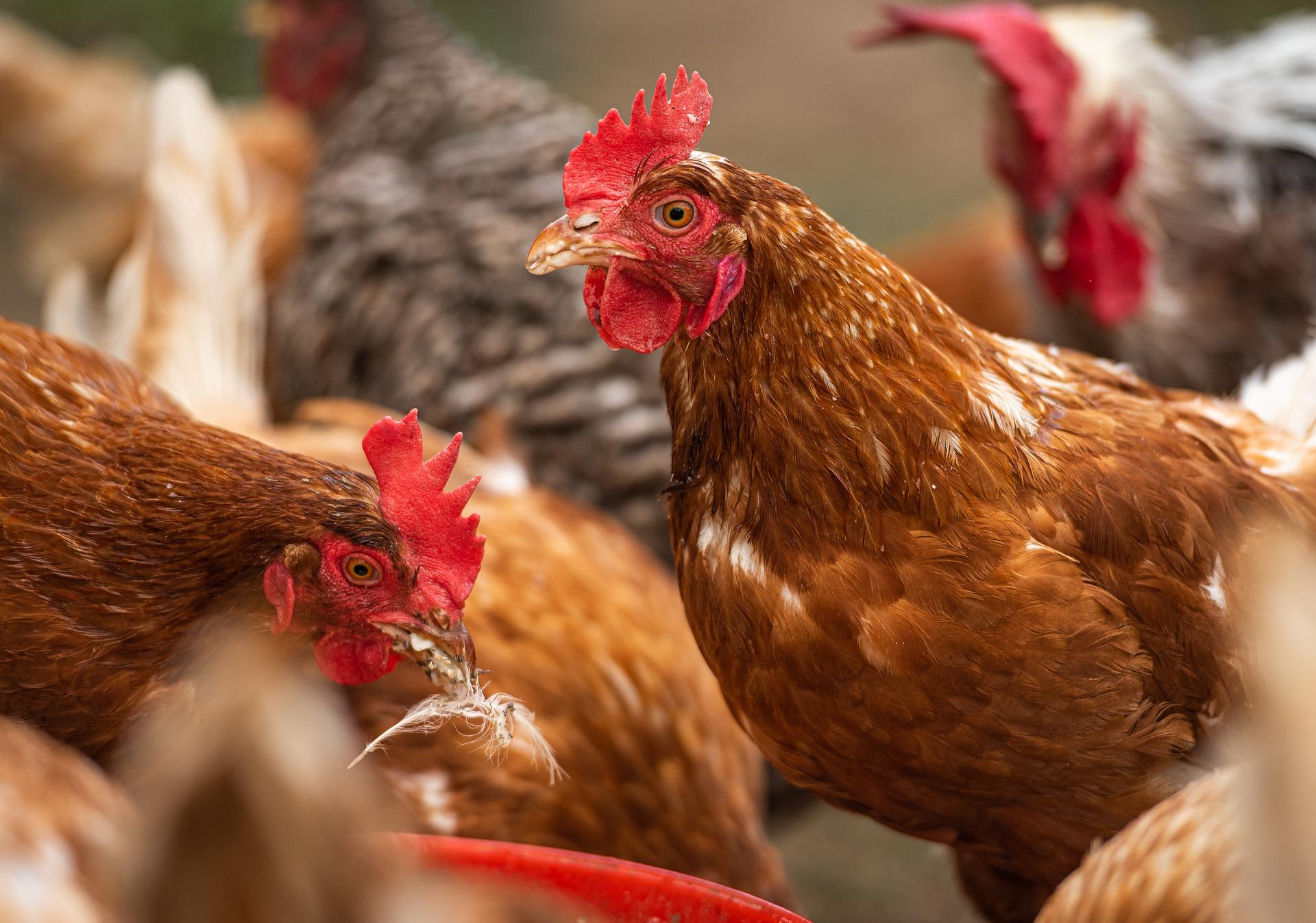 brown chickens with red combs