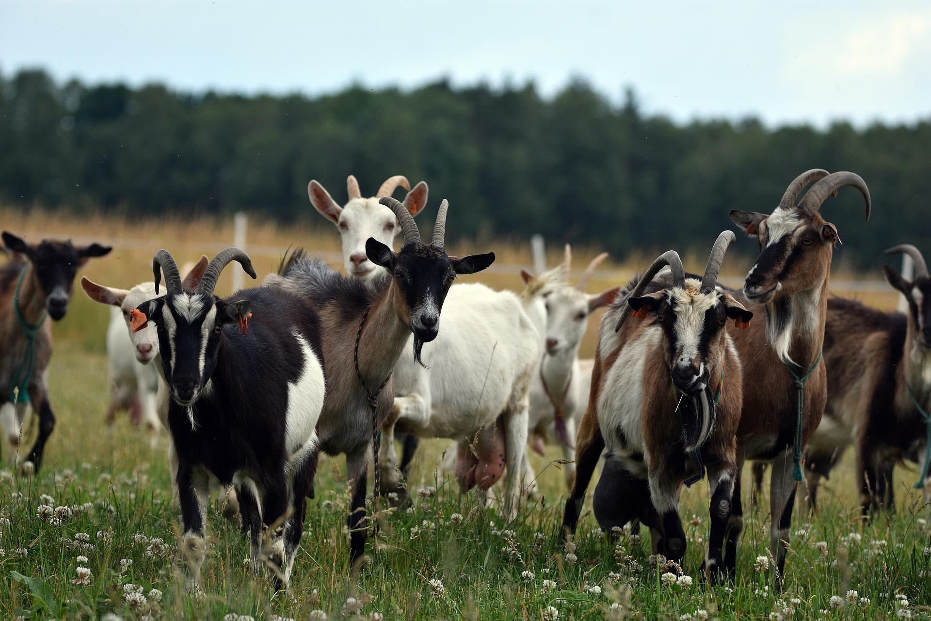 Herd of goats