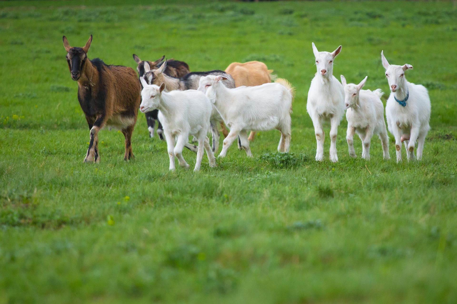 Group of nine goats of different colours walking on green grass