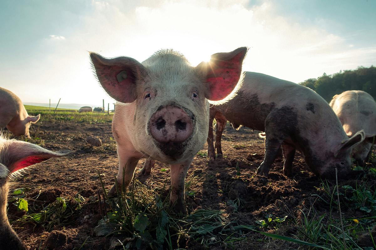 Pink pigs snuffling on mud at dusk