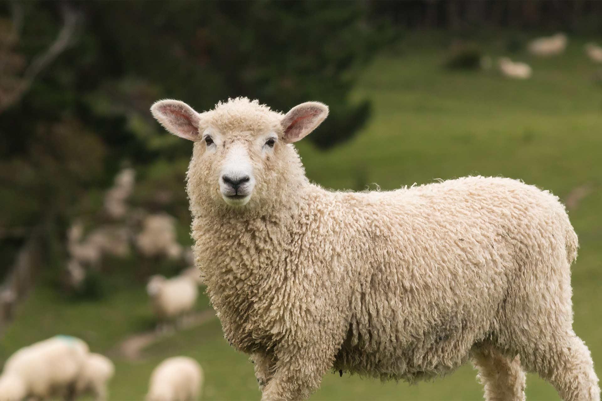 A curious sheep stands alert in grassy field, looking straight a camera